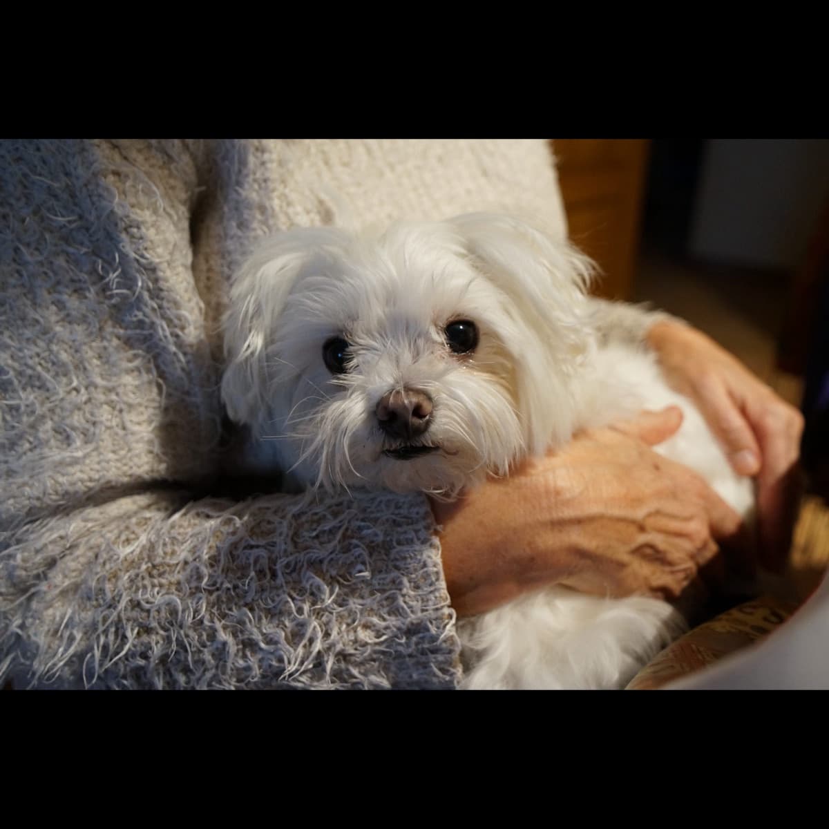 A small dog cradled gently in its owner's arms