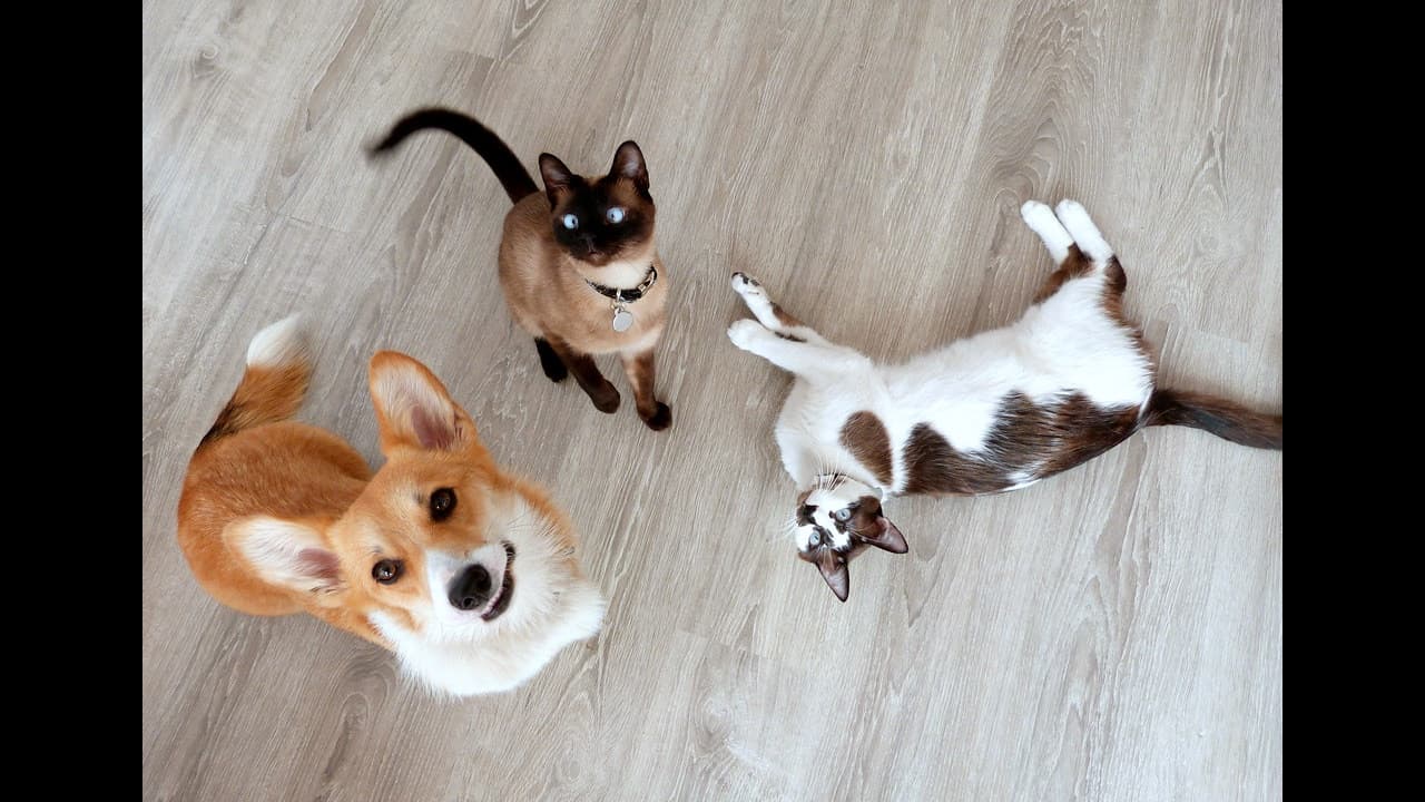 A corgi and two cats relaxing together at home